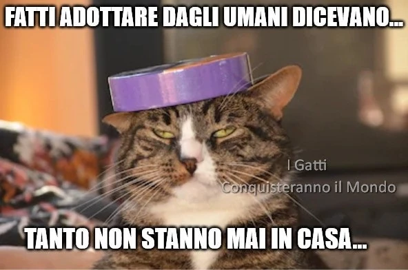 Gatti in quarantena
