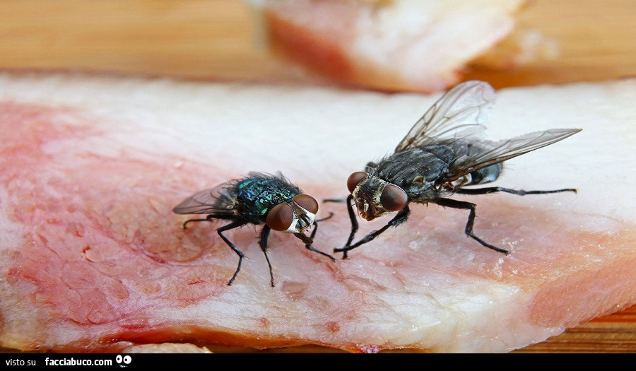 Vaccata