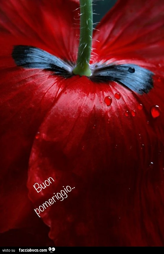 Fiore rosso. Buon pomeriggio