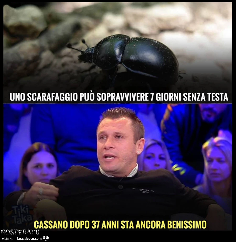 Uno scarafaggio può sopravvivere sette giorni senza testa