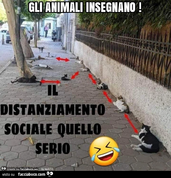 Gli animali insegnano