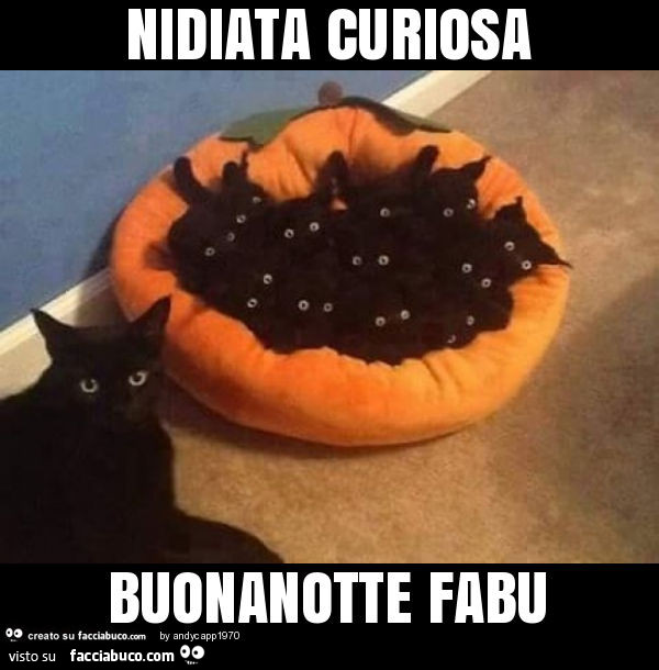 Nidiata curiosa buonanotte fabu