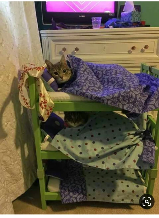 Letto a castello per mici
