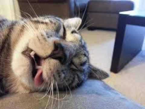 Gatto che dorme con la lingua fuori