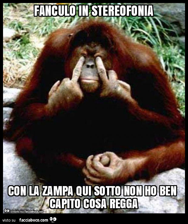 Fanculo in stereofonia con la zampa qui sotto non ho ben capito cosa regga