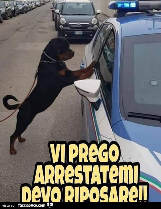 Cane per passeggiate