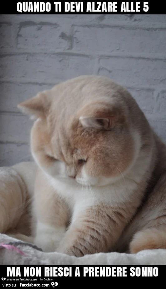 Quando ti devi alzare alle 5 ma non riesci a prendere sonno