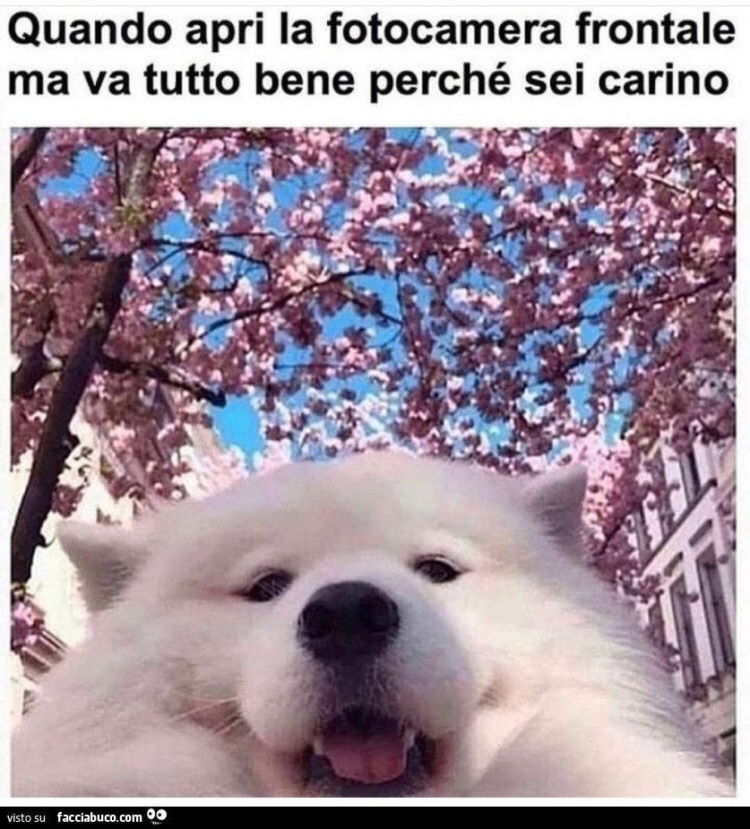 Quando apri la fotocamera frontale ma va tutto bene perché sei carino