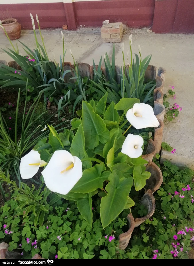 Vaccata