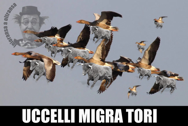 UCCELLI MIGRATORI