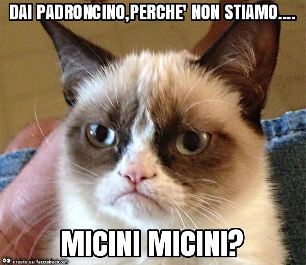 Dai padroncino, perchè non stiamo&hellip; micini micini?