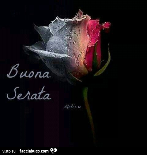 Rosa. Buona serata