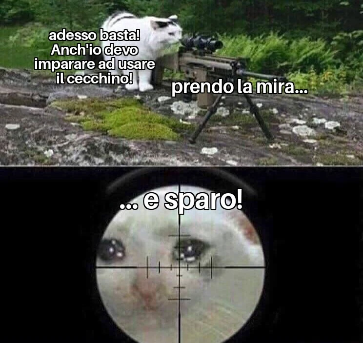 Attento gattino