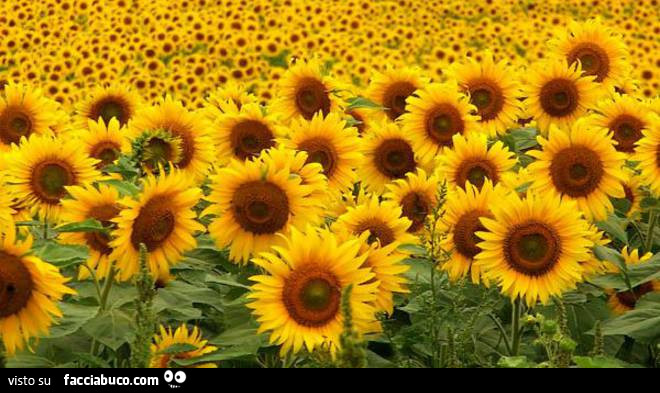 Campo di girasoli