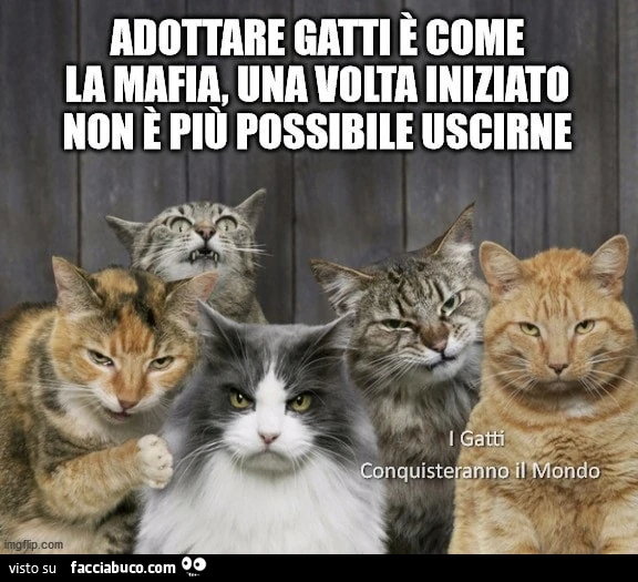 Adottare gatti