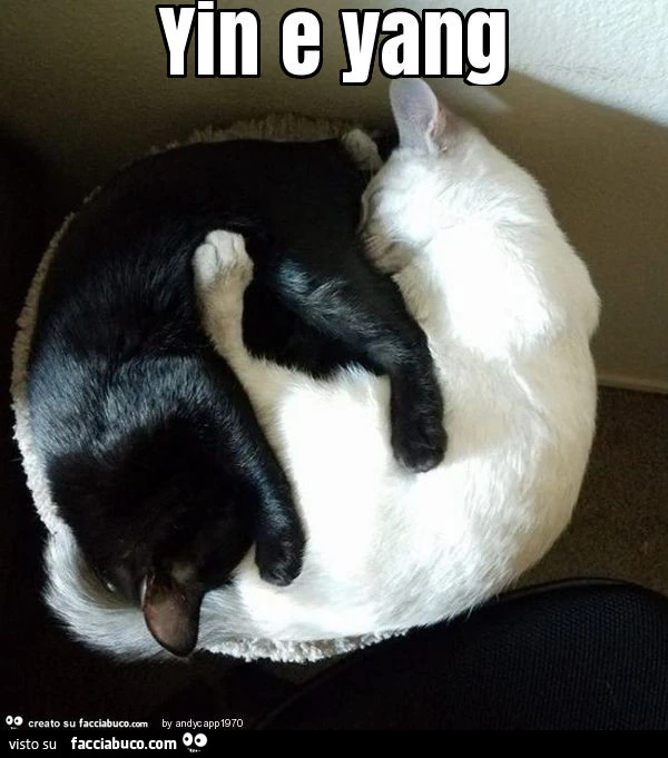 Yin e yang