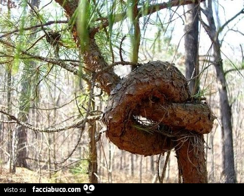 Stranezze della natura / alberi