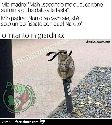 Vaccata