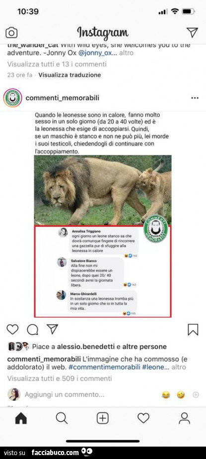 Quando le leonesse sono in calore, fanno molto sesso in un solo giorno (da 20 a 40 volte) ed è la leonessa che esige di accoppiarsi. Quindi, se un maschio è stanco e non ne può più, lei morde i suoi testicoli, chiedendogli di continuare