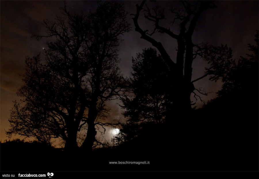 Luna nel bosco