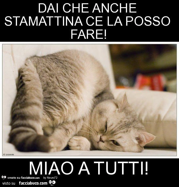 Dai che anche stamattina ce la posso fare! Miao a tutti