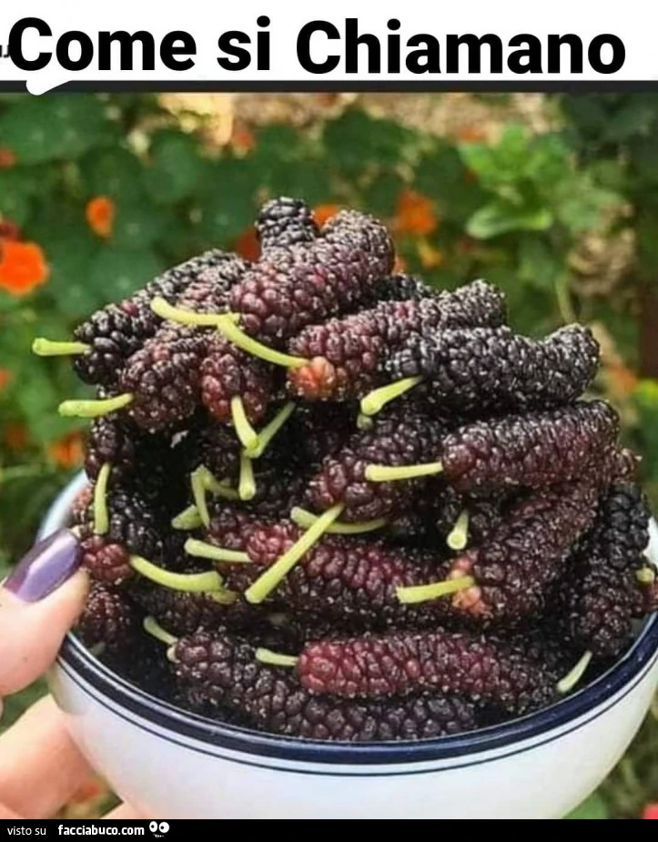 Vaccata