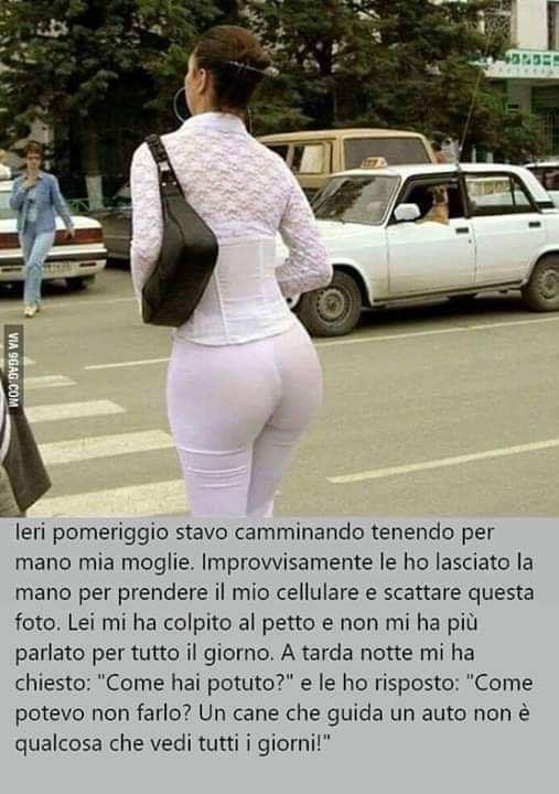 Cane al volante