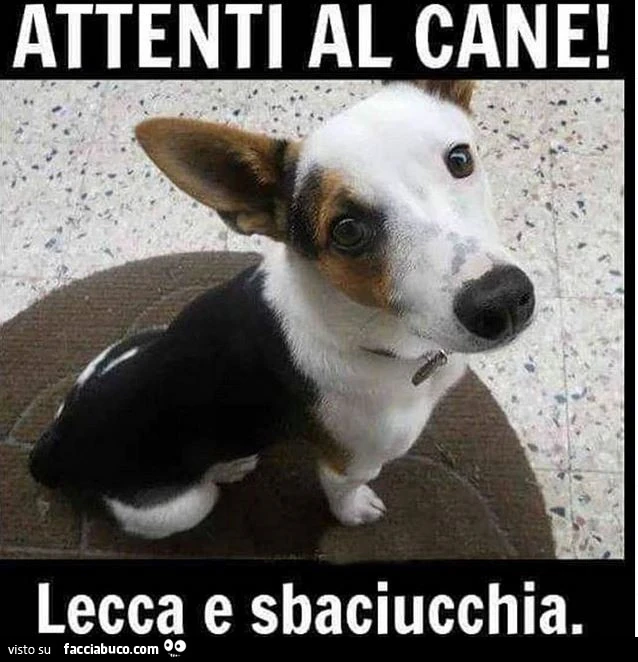 Vaccata
