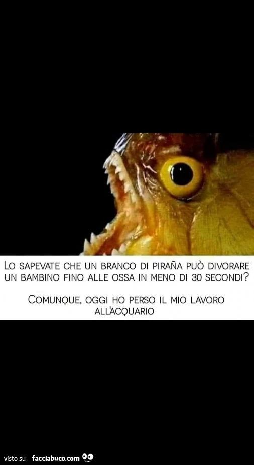 Lo sapevate che un branco di pirana può divorare un bambino fino alle ossa in meno di 30 secondi? Comunque, oggi ho perso il mio lavoro all'acquario