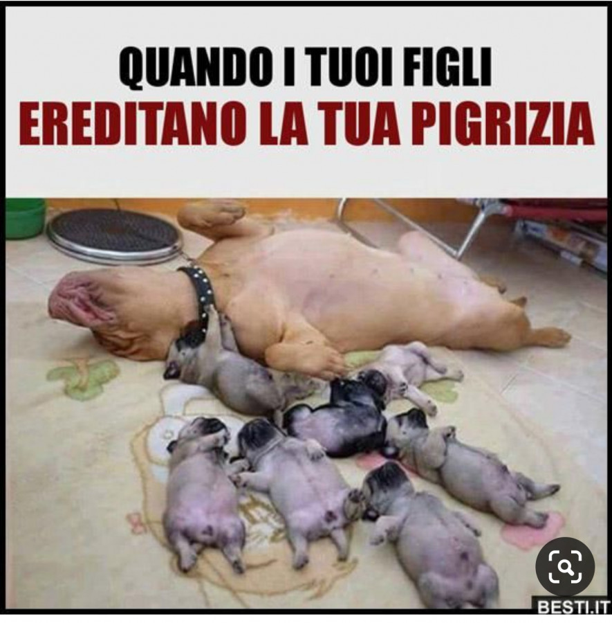Cani… pigri