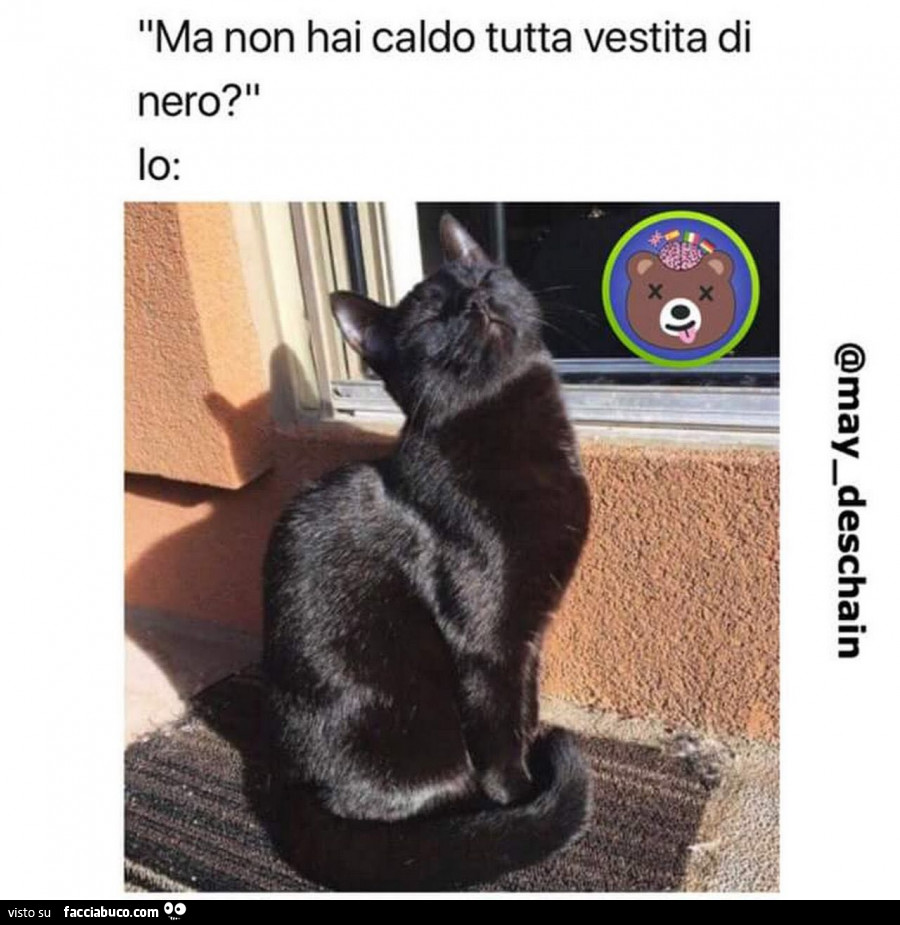 gatto nero caldo