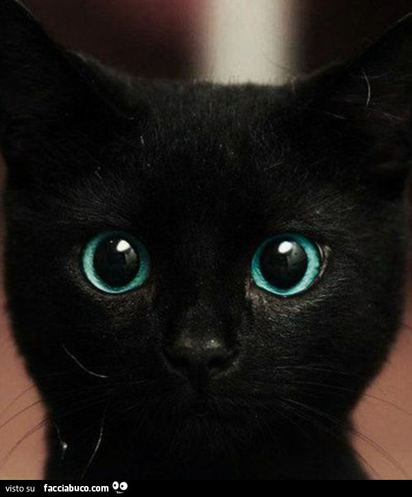 Gattino nero occhi azzurri